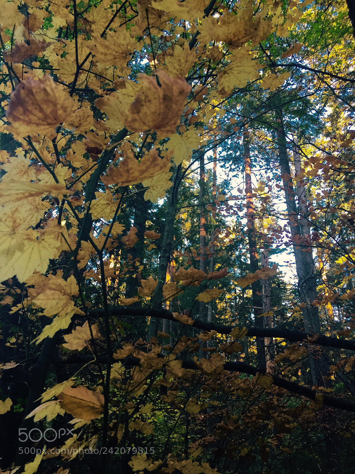 Apple iPhone 6 sample photo. Untitled photography