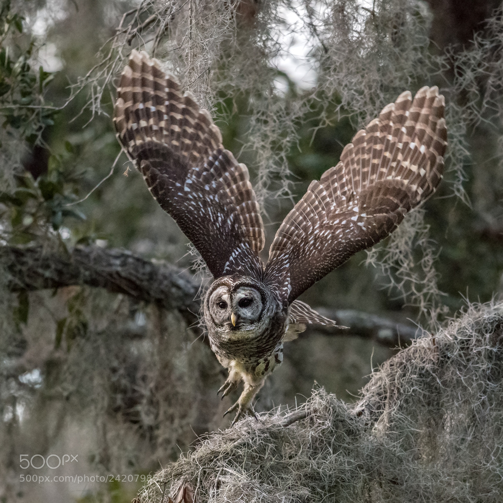 Nikon D850 sample photo. On the move photography