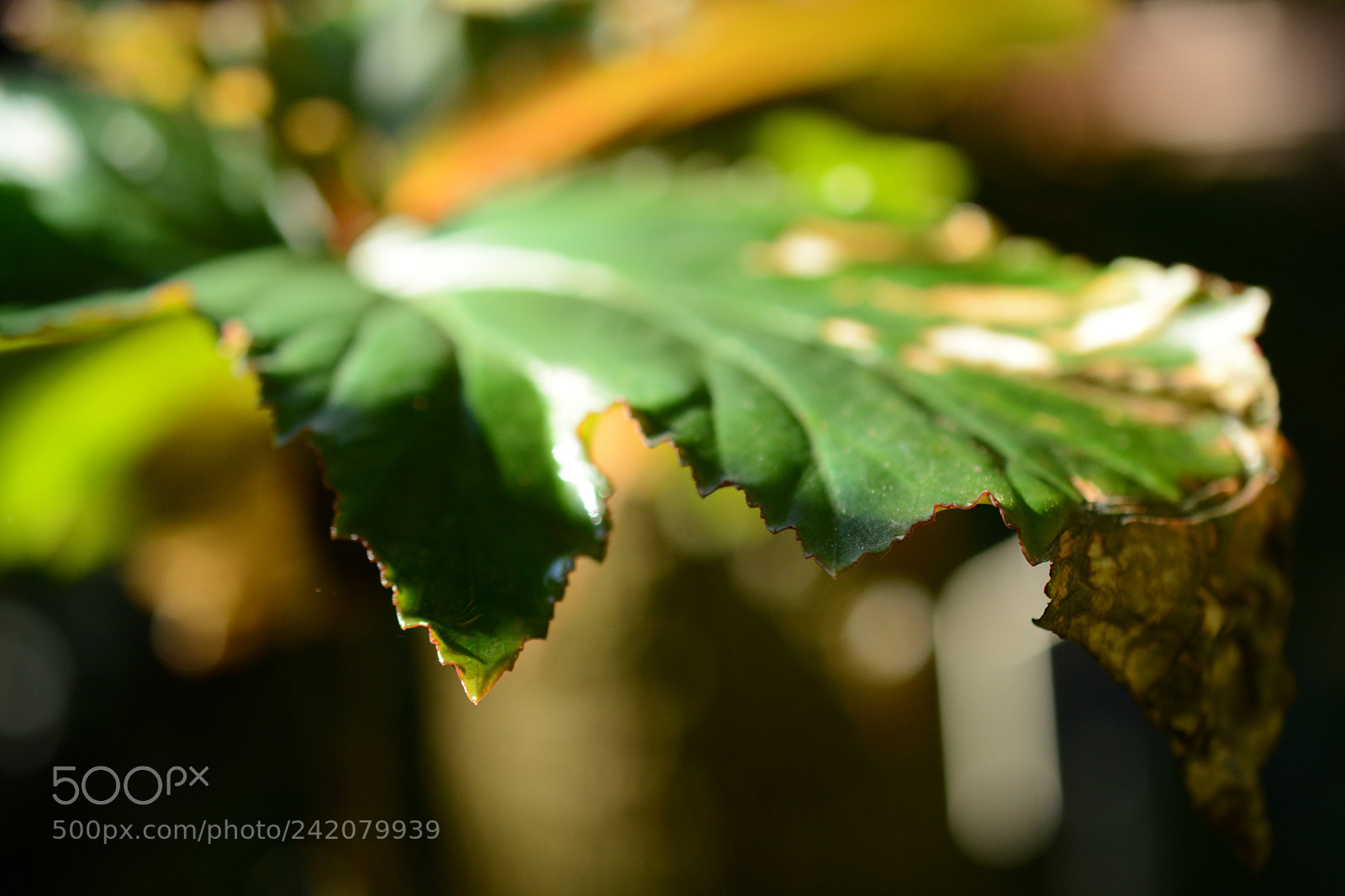 Nikon D7100 sample photo. Leaf edited photography