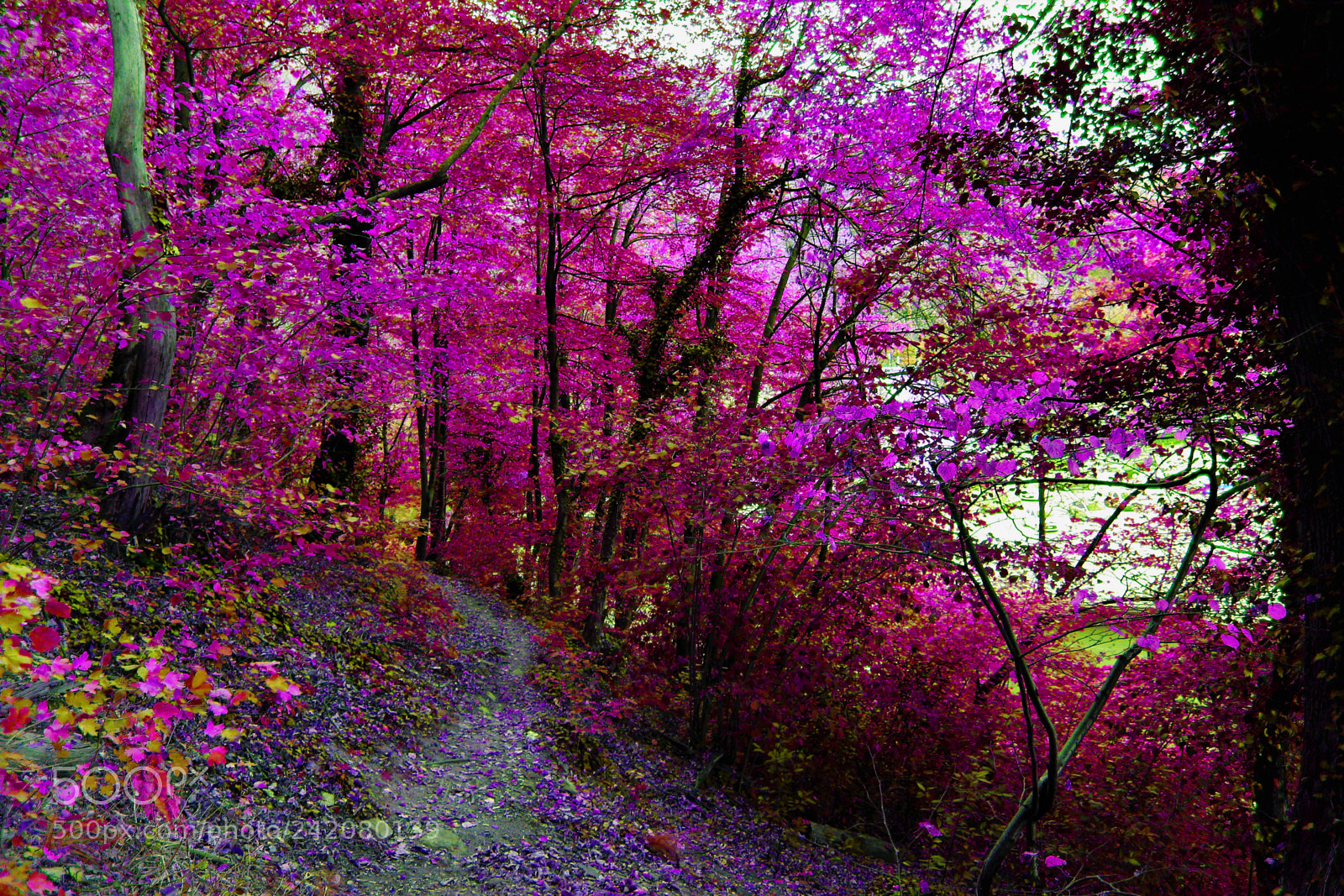 Canon EOS 1300D (EOS Rebel T6 / EOS Kiss X80) sample photo. Autumn path photography