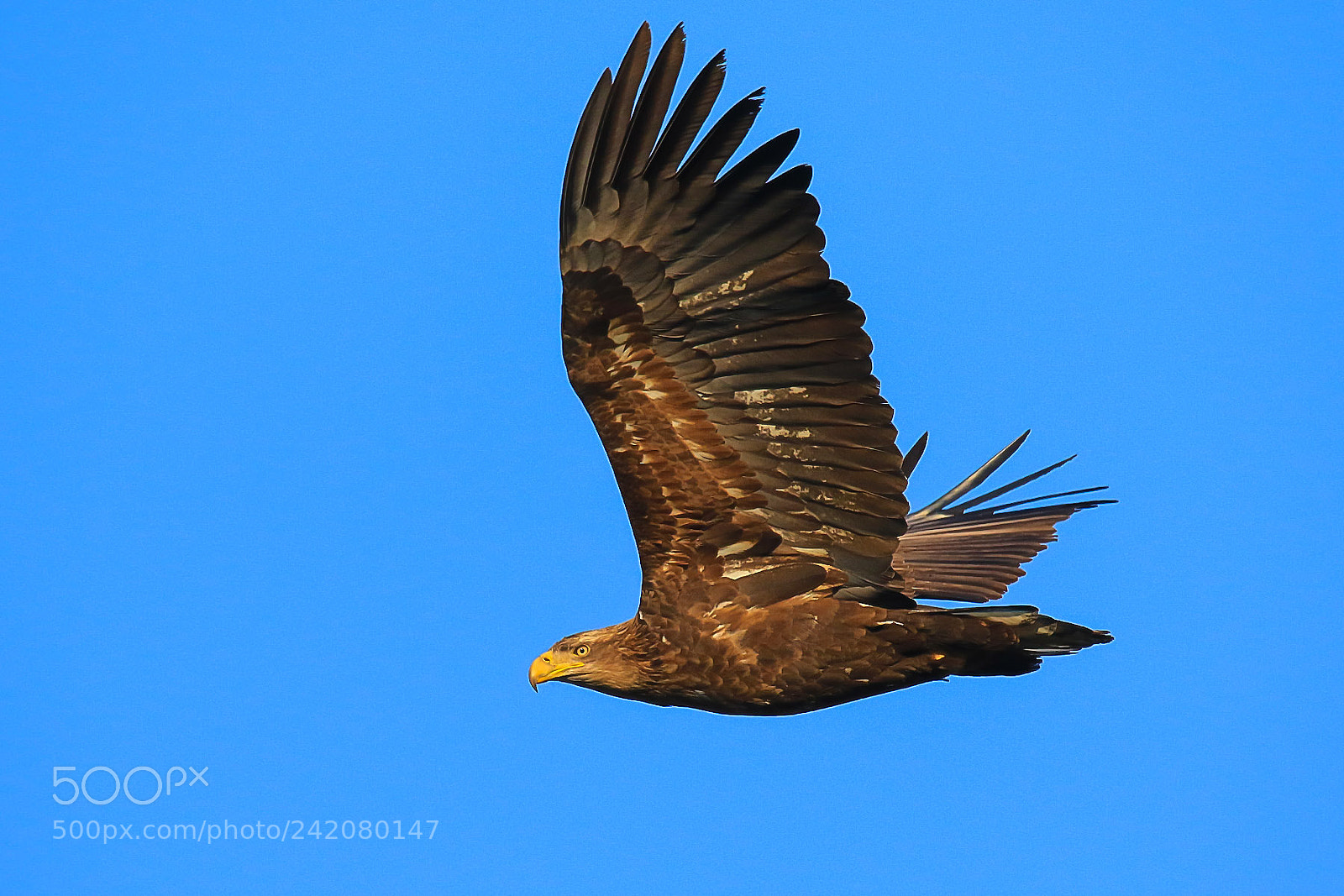 Canon EOS 7D Mark II sample photo. 180111-3.jpg photography