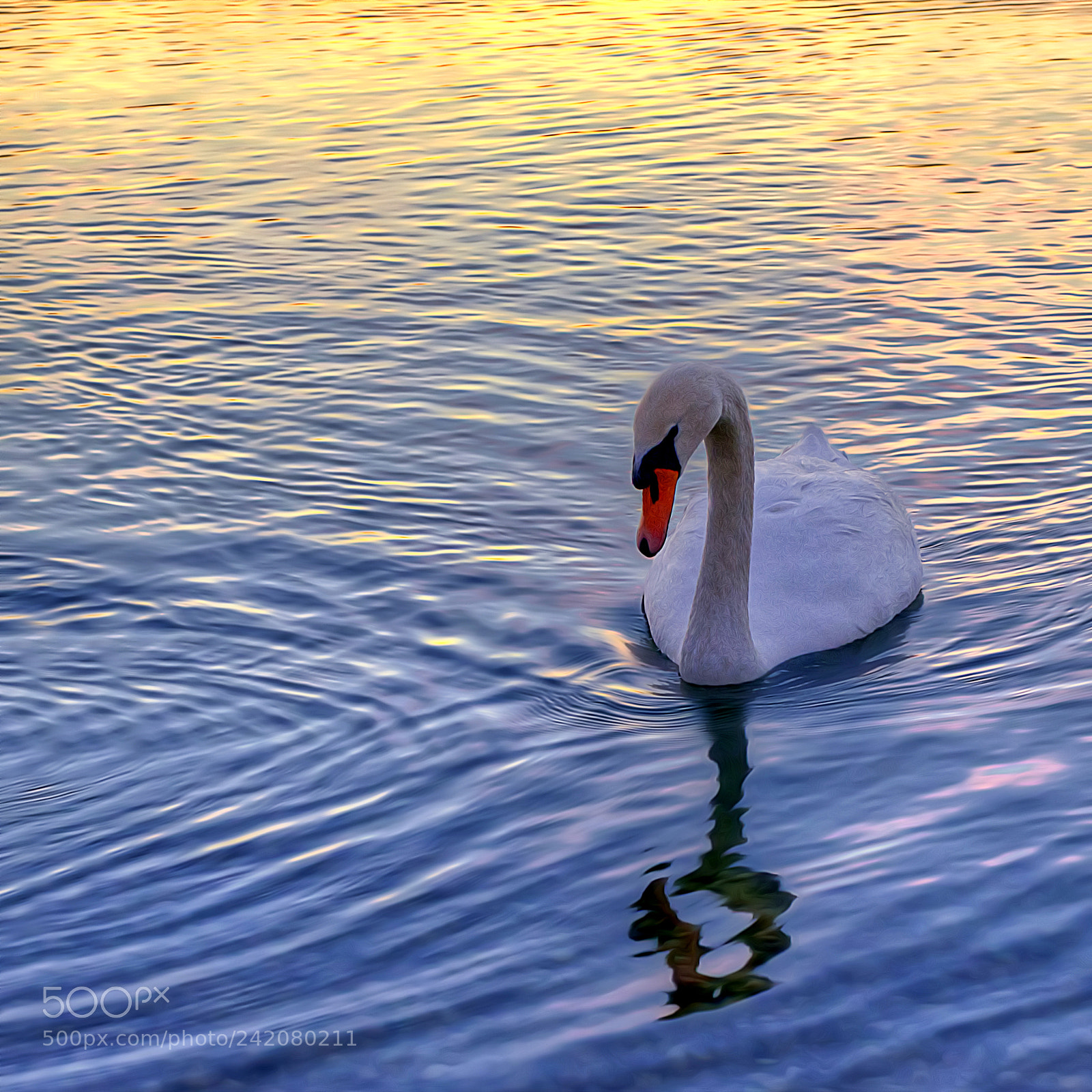 Pentax K-5 sample photo. Swan photography