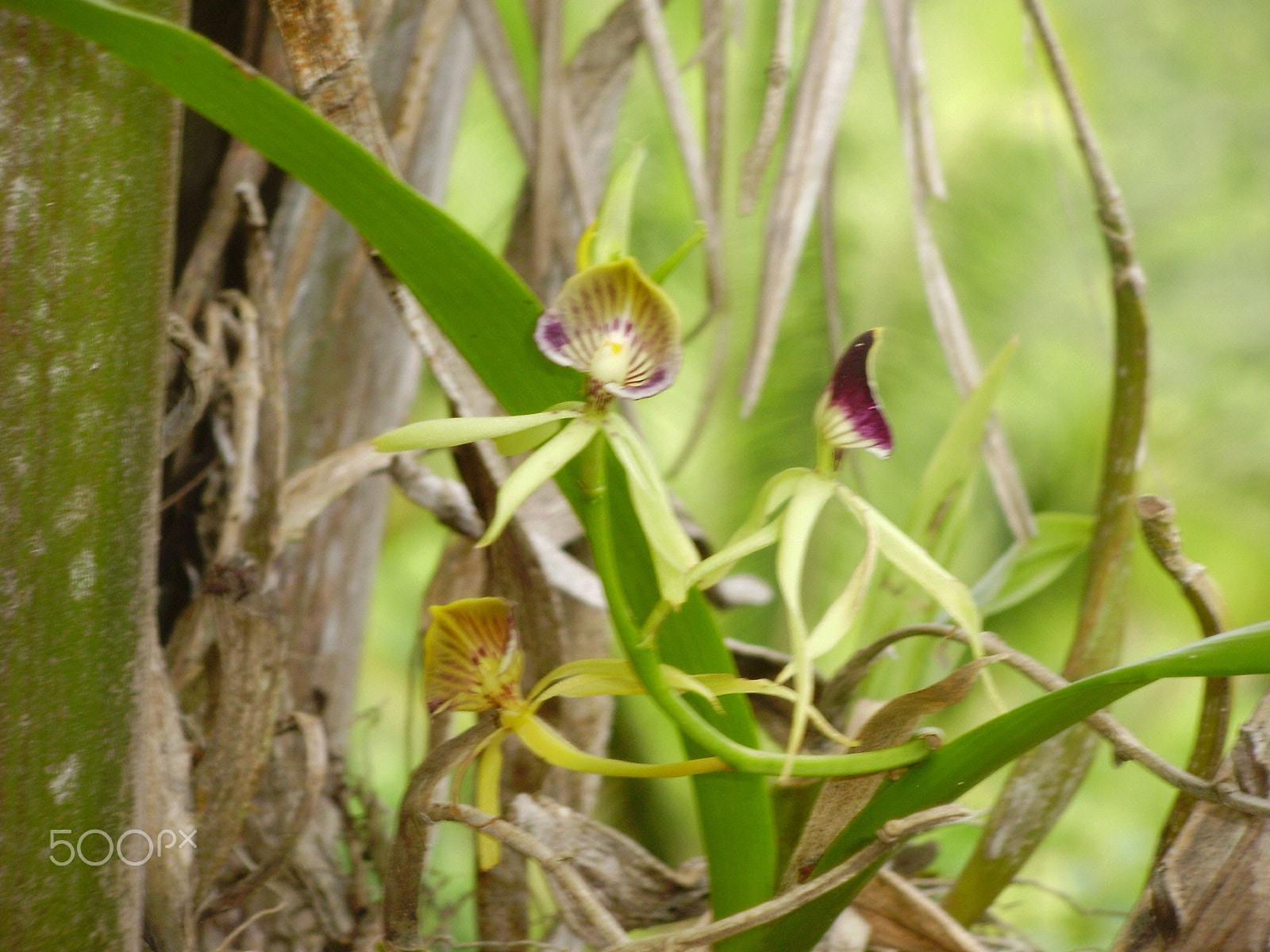 Olympus FE330,X845,C550 sample photo. Black orchid photography