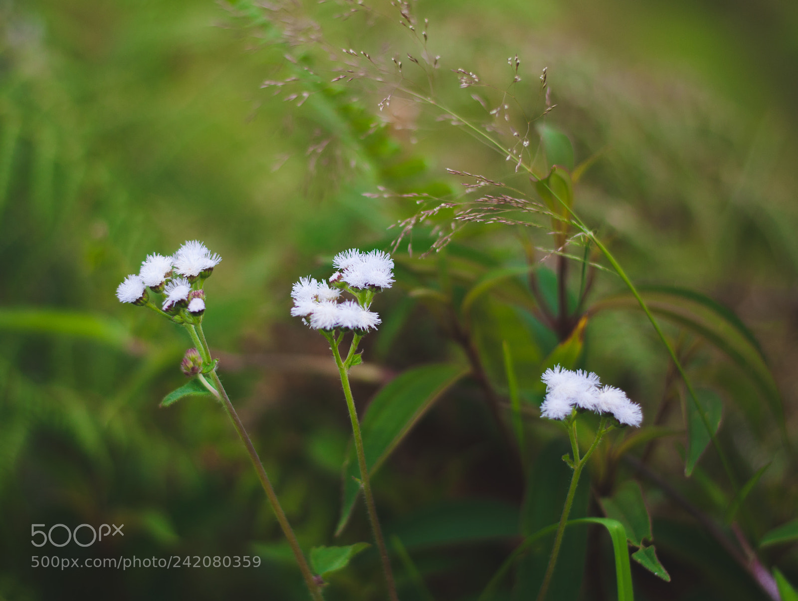 Nikon D5000 sample photo. Flores de campo photography