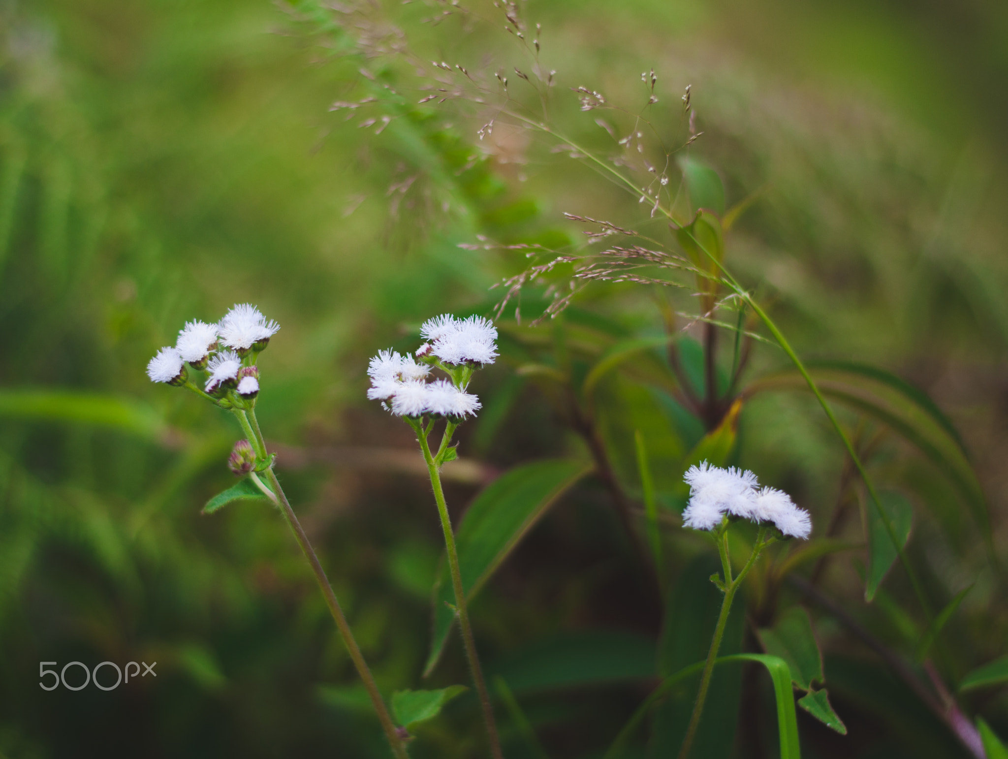 flores de campo