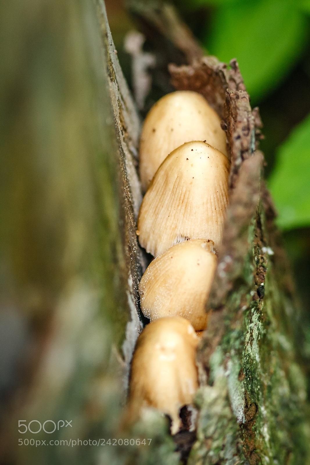 Canon EOS 400D (EOS Digital Rebel XTi / EOS Kiss Digital X) sample photo. Group of fungi photography