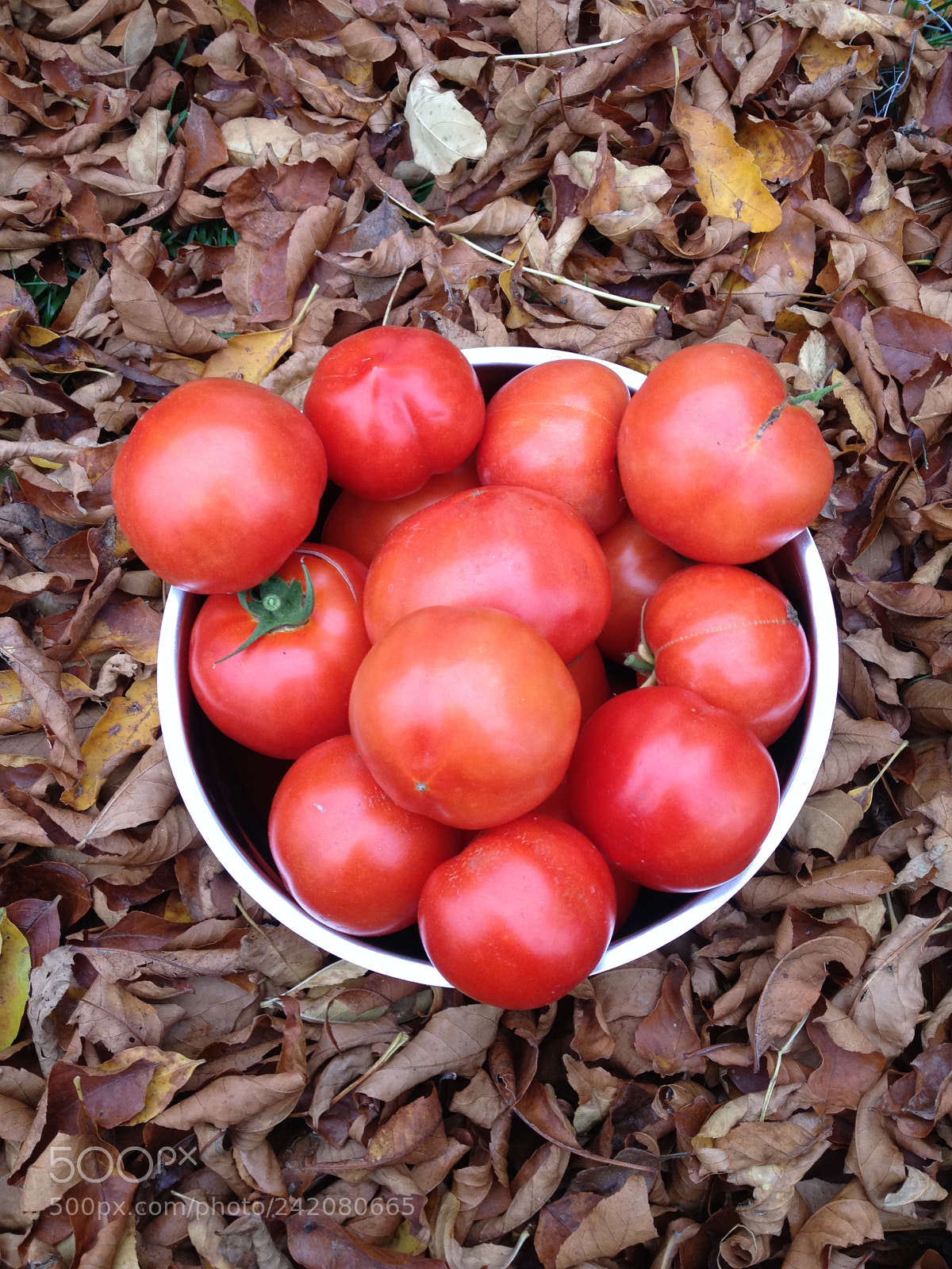 Apple iPhone 4S sample photo. Tomatoes from my garden photography