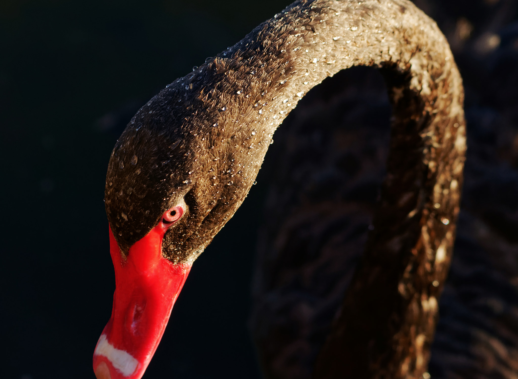 Nikon AF-S Nikkor 200-500mm F5.6E ED VR sample photo. Black swan photography
