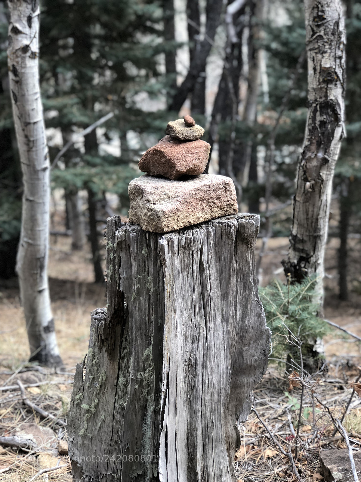 Apple iPhone 8 Plus sample photo. Getting lost in the photography
