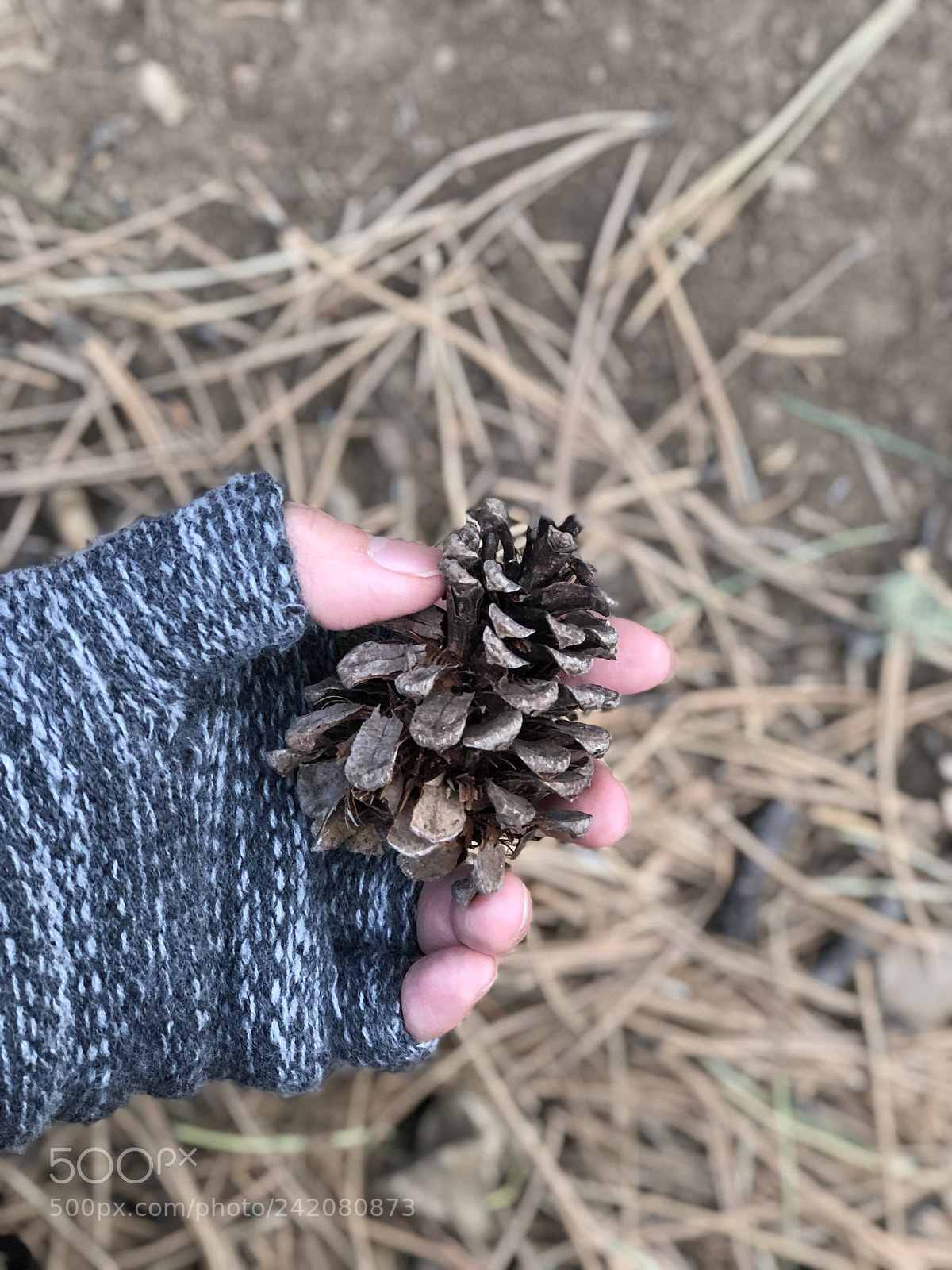 Apple iPhone 8 Plus sample photo. Holding a pine cone photography