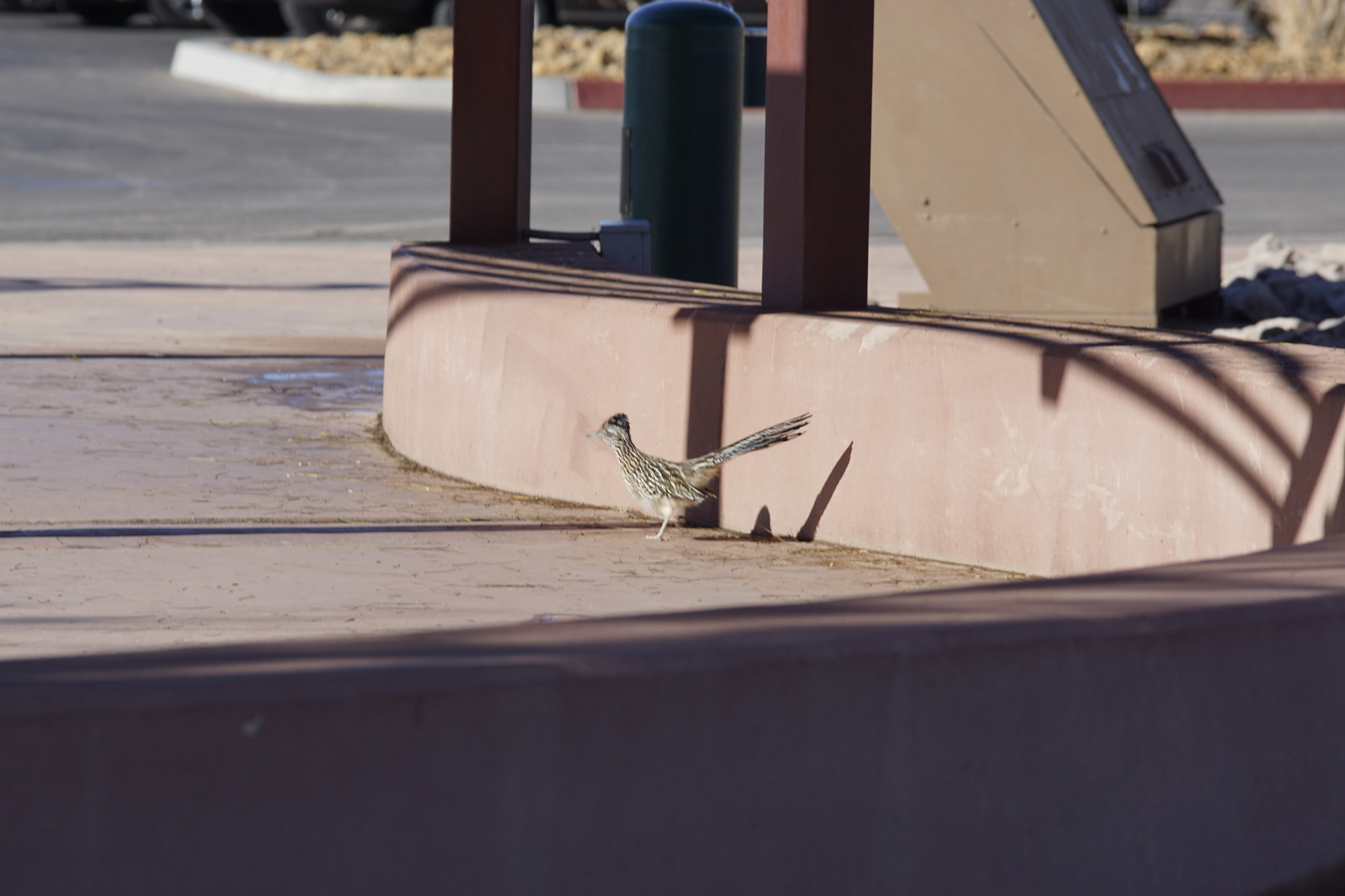 Sony a6000 + Tamron SP AF 70-200mm F2.8 Di LD (IF) MACRO sample photo. Greater roadrunner photography