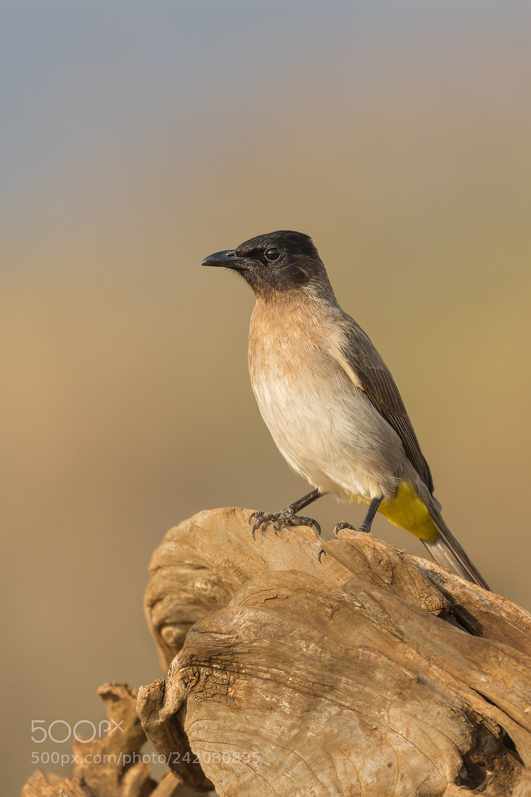 Canon EOS 7D Mark II sample photo. Dark-capped bulbul photography