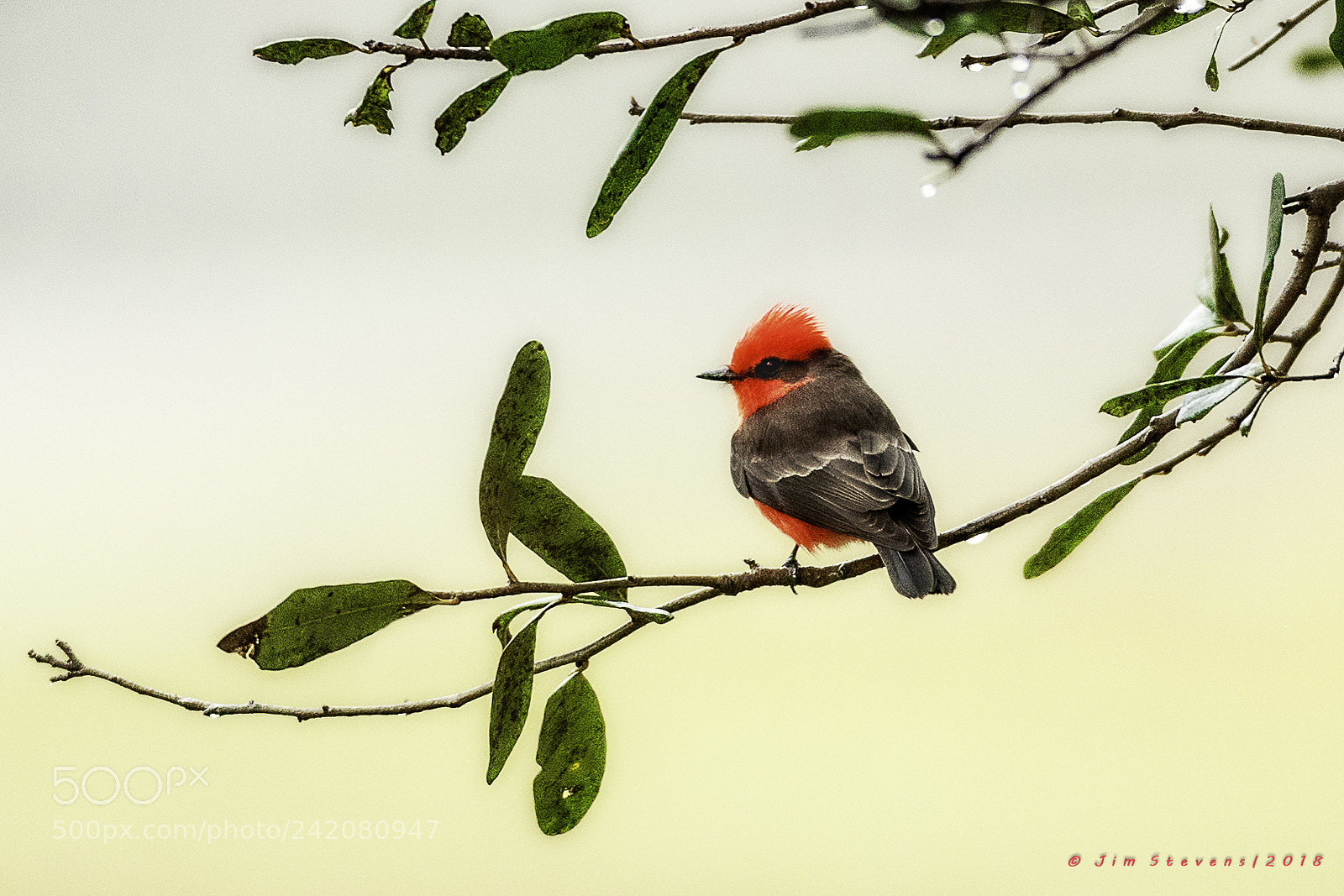 Canon EOS-1D X sample photo. Vermillion flycatcher in a photography