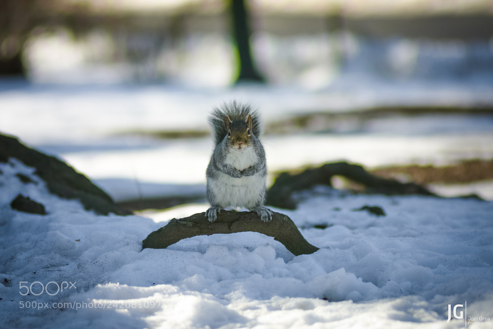 Sigma sd Quattro H sample photo. Squirrel, central park, new photography