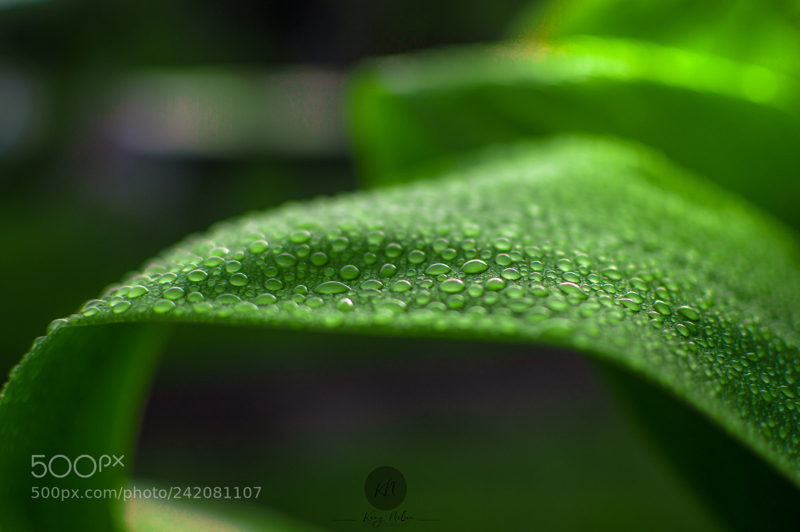 Nikon D3200 sample photo. After rain photography