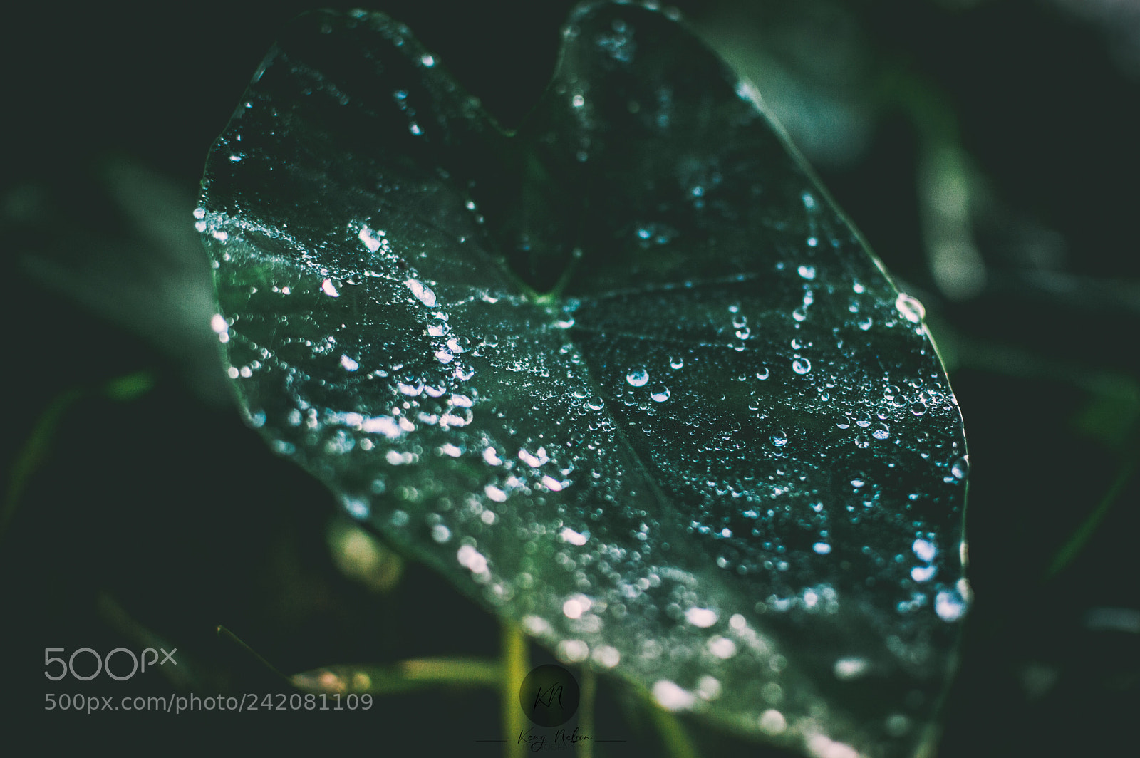 Nikon D3200 sample photo. After rain photography