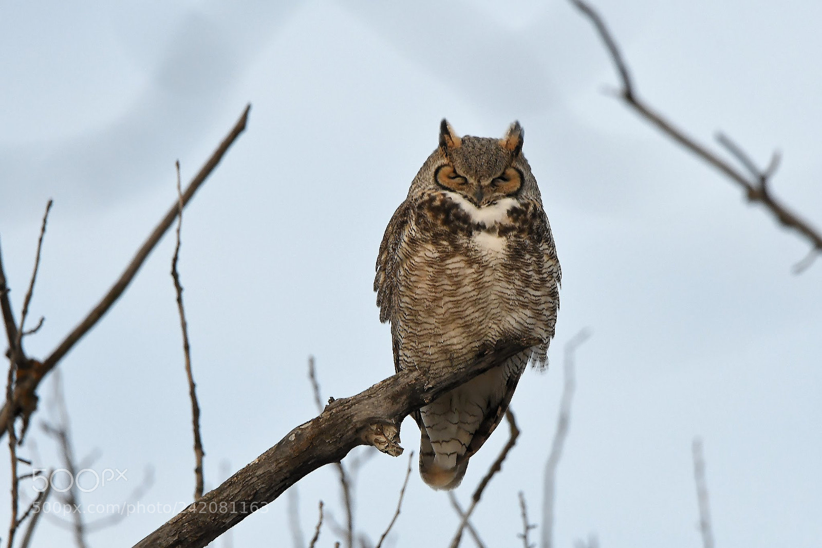 Nikon D500 sample photo. Great horned owl photography