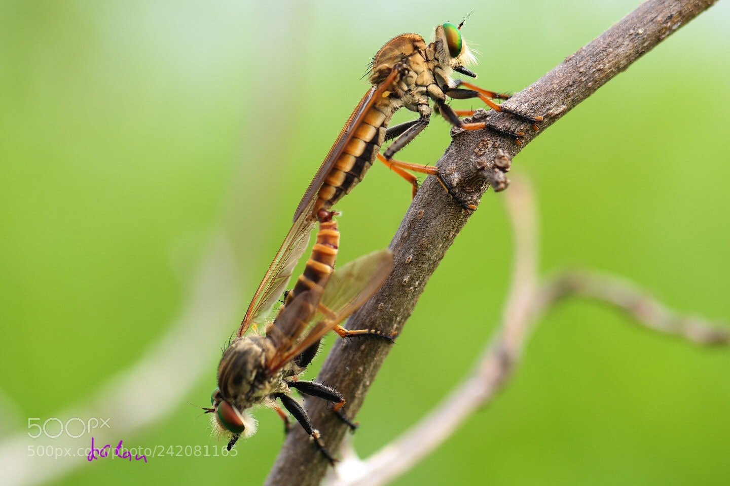 Samsung NX30 sample photo. Reproduction photography
