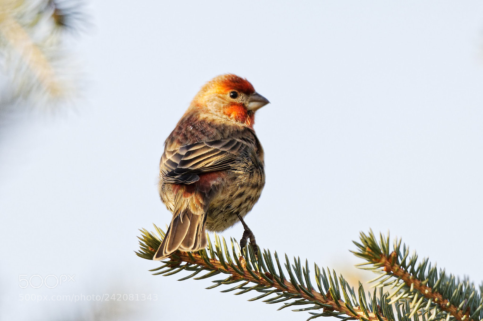 Nikon D500 sample photo. House finch photography