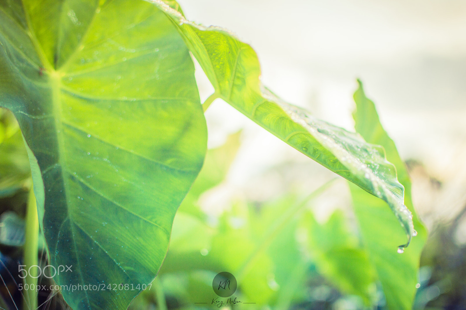 Nikon D3200 sample photo. After rain photography