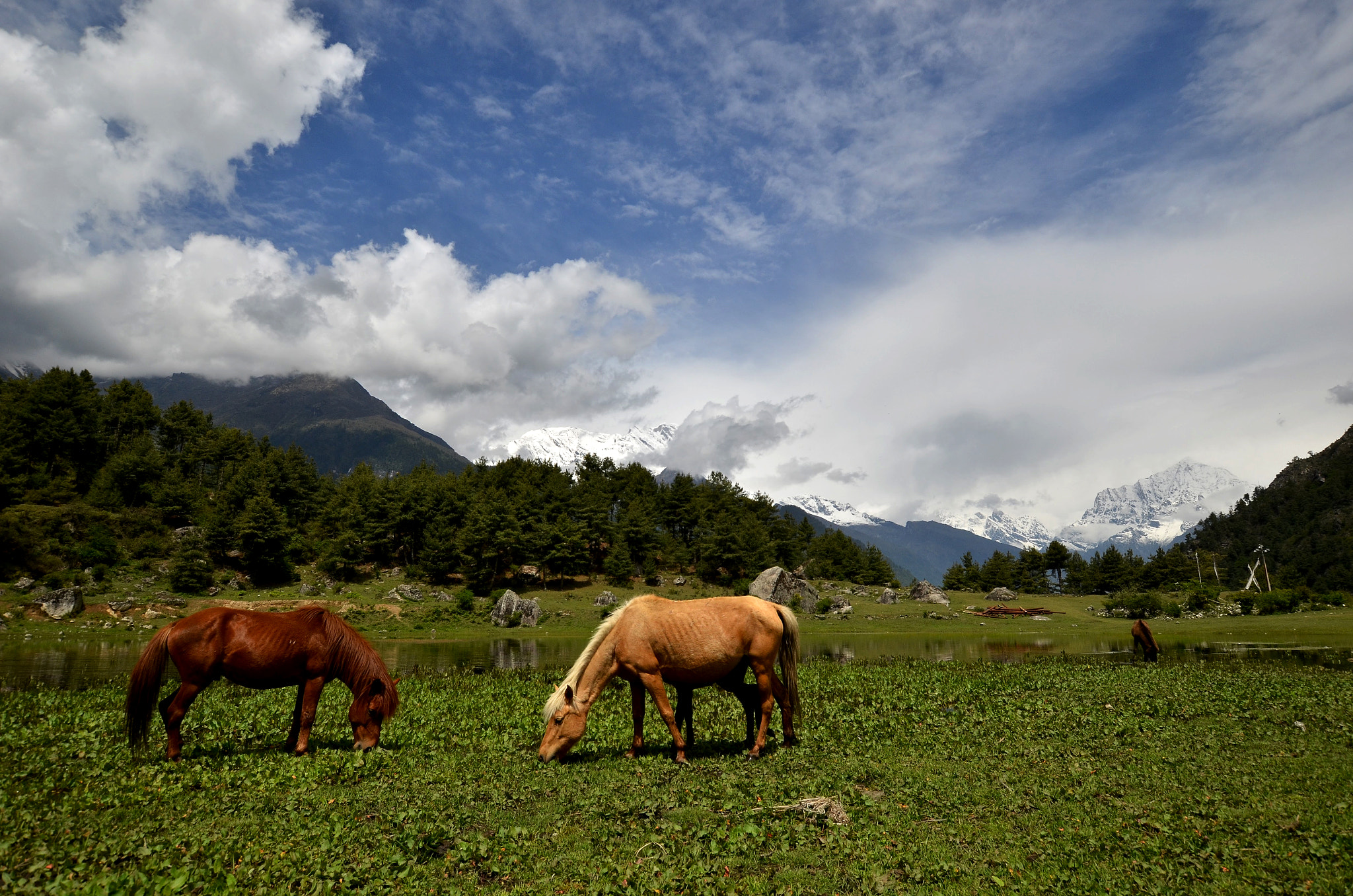 Nikon D7000 + Sigma 10-20mm F3.5 EX DC HSM sample photo. Horse photography