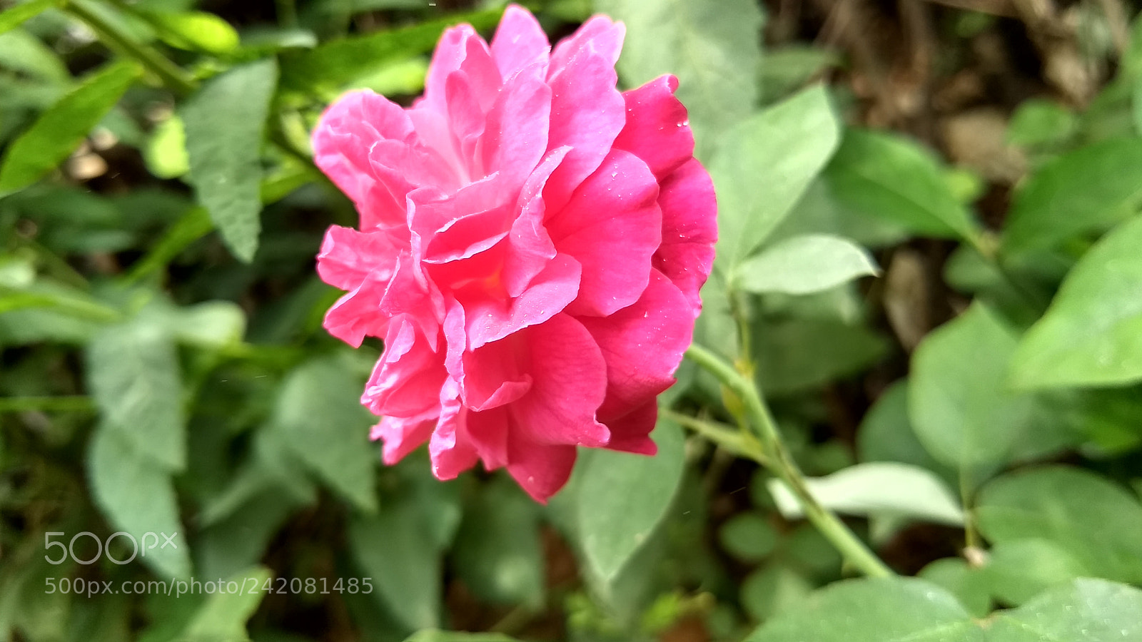 Motorola Moto G (5) Plus sample photo. Untitled photography