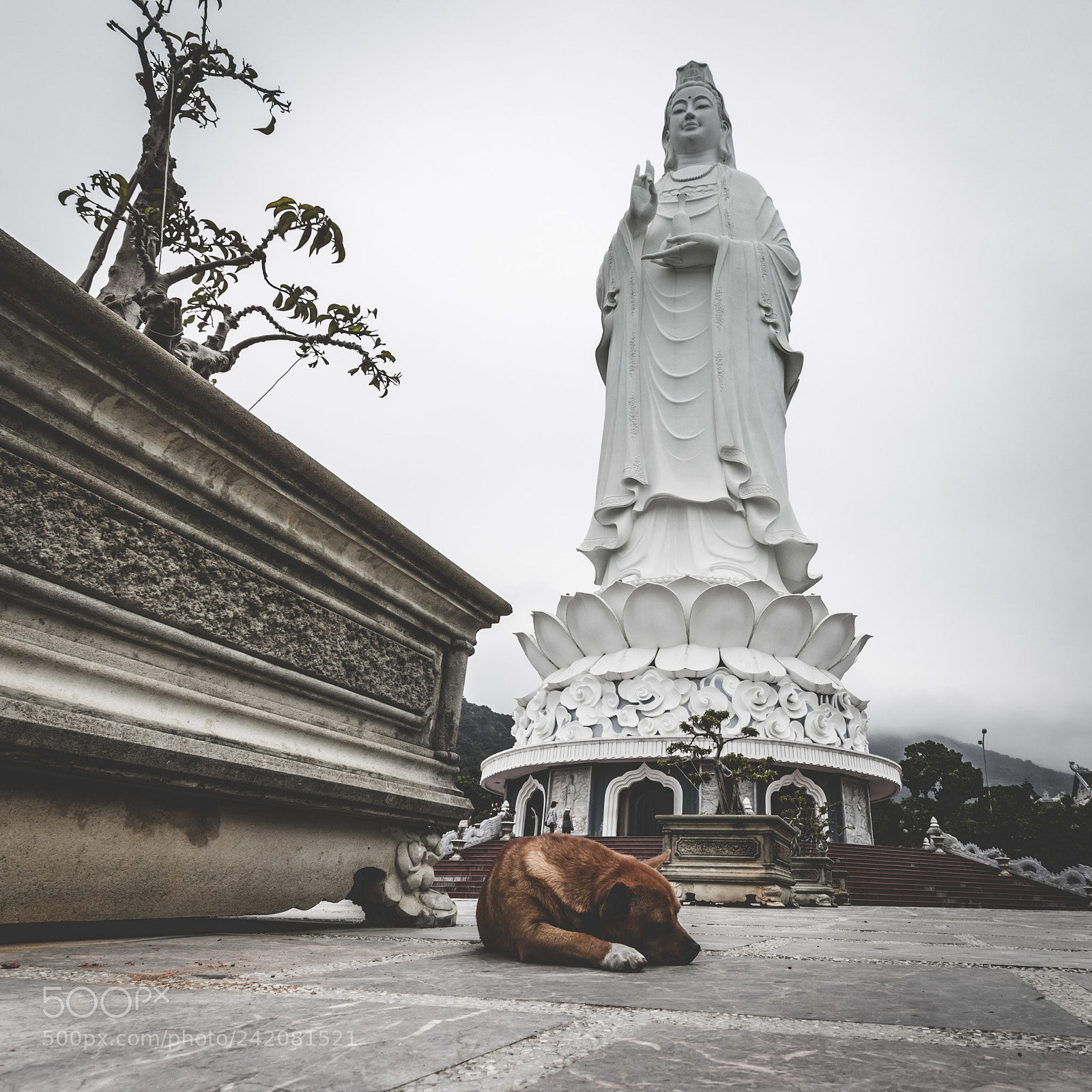 Canon EOS 7D Mark II sample photo. Peaceful pup photography