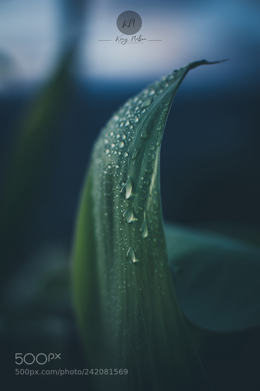Nikon D3200 sample photo. After rain photography