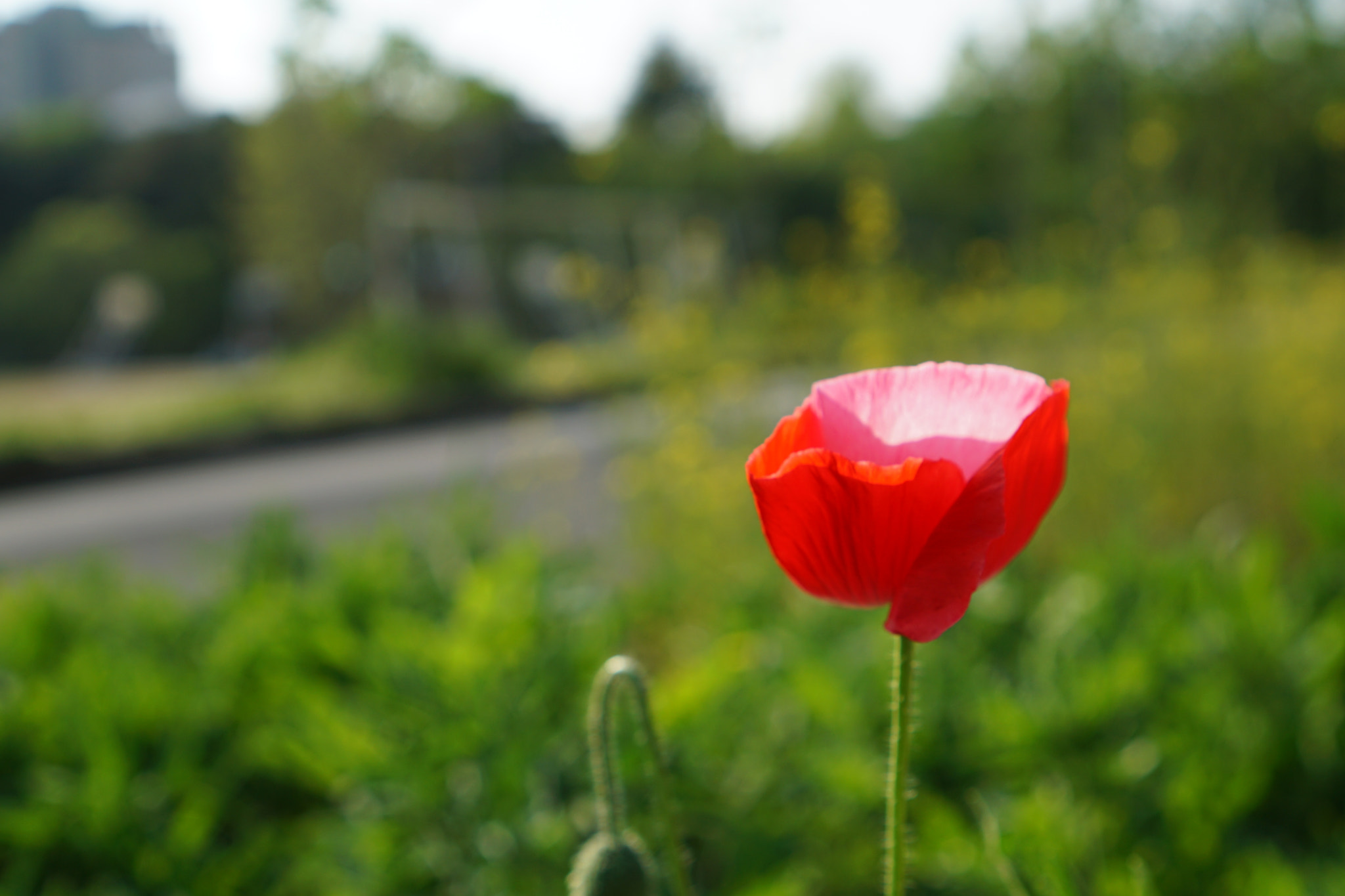 Sony a5100 + Sony E 35mm F1.8 OSS sample photo. Papaver rhoeas, red photography