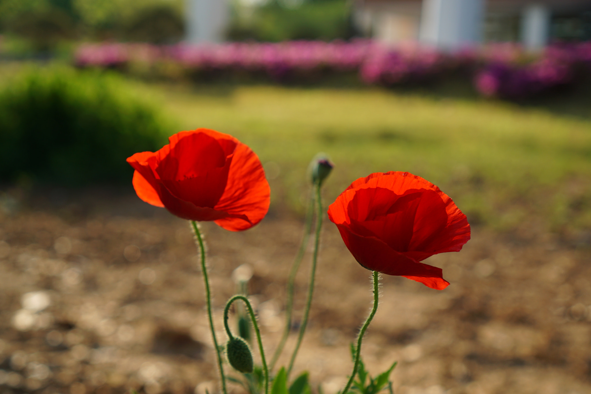 Sony E 35mm F1.8 OSS sample photo. Papaver rhoeas, red photography