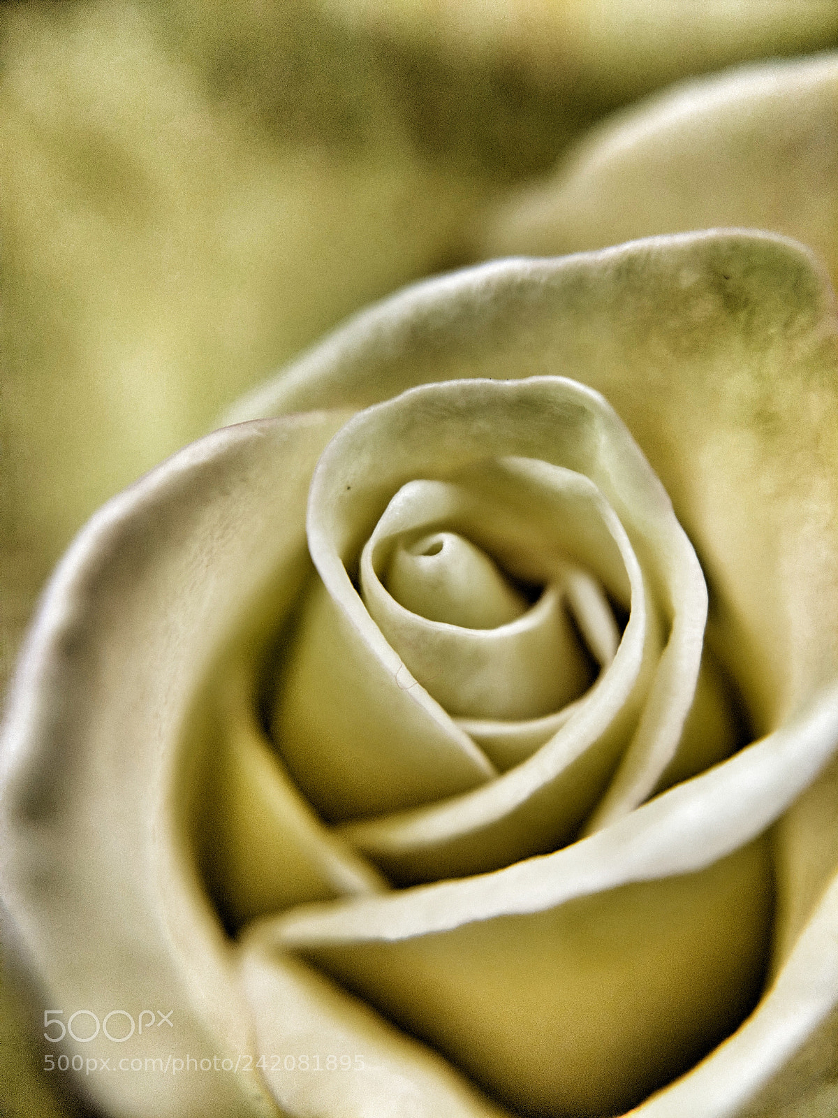 Google Pixel 2 sample photo. Supermarket rose photography