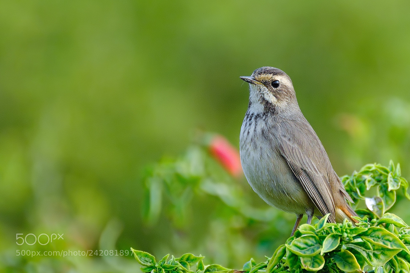 Fujifilm X-T2 sample photo. Bluethroat (female) photography