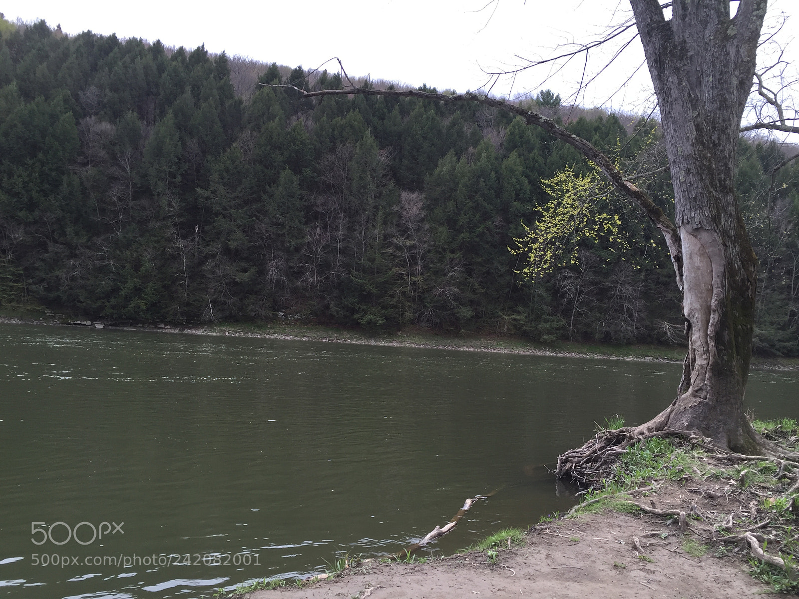 Apple iPhone 6 sample photo. Image photography