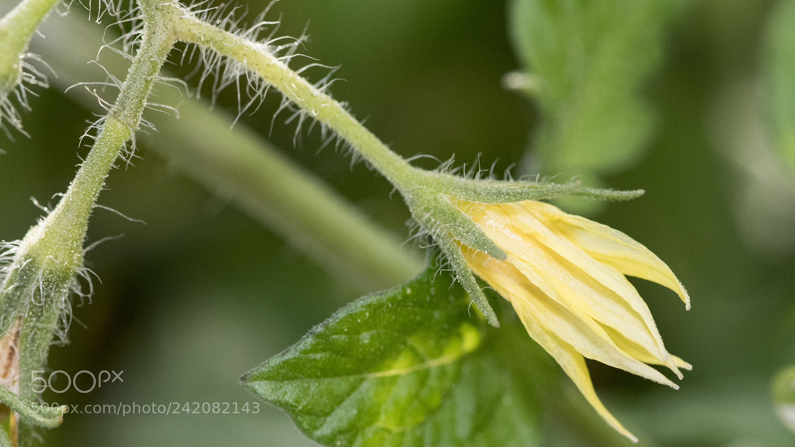 Nikon D500 sample photo. Tomato flower photography