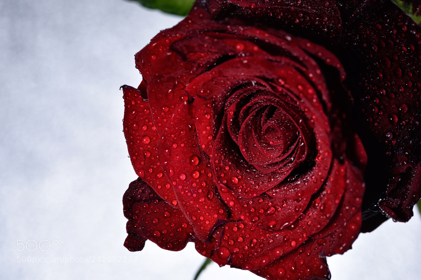 Nikon D810 sample photo. Lovely still life cxxxiii photography