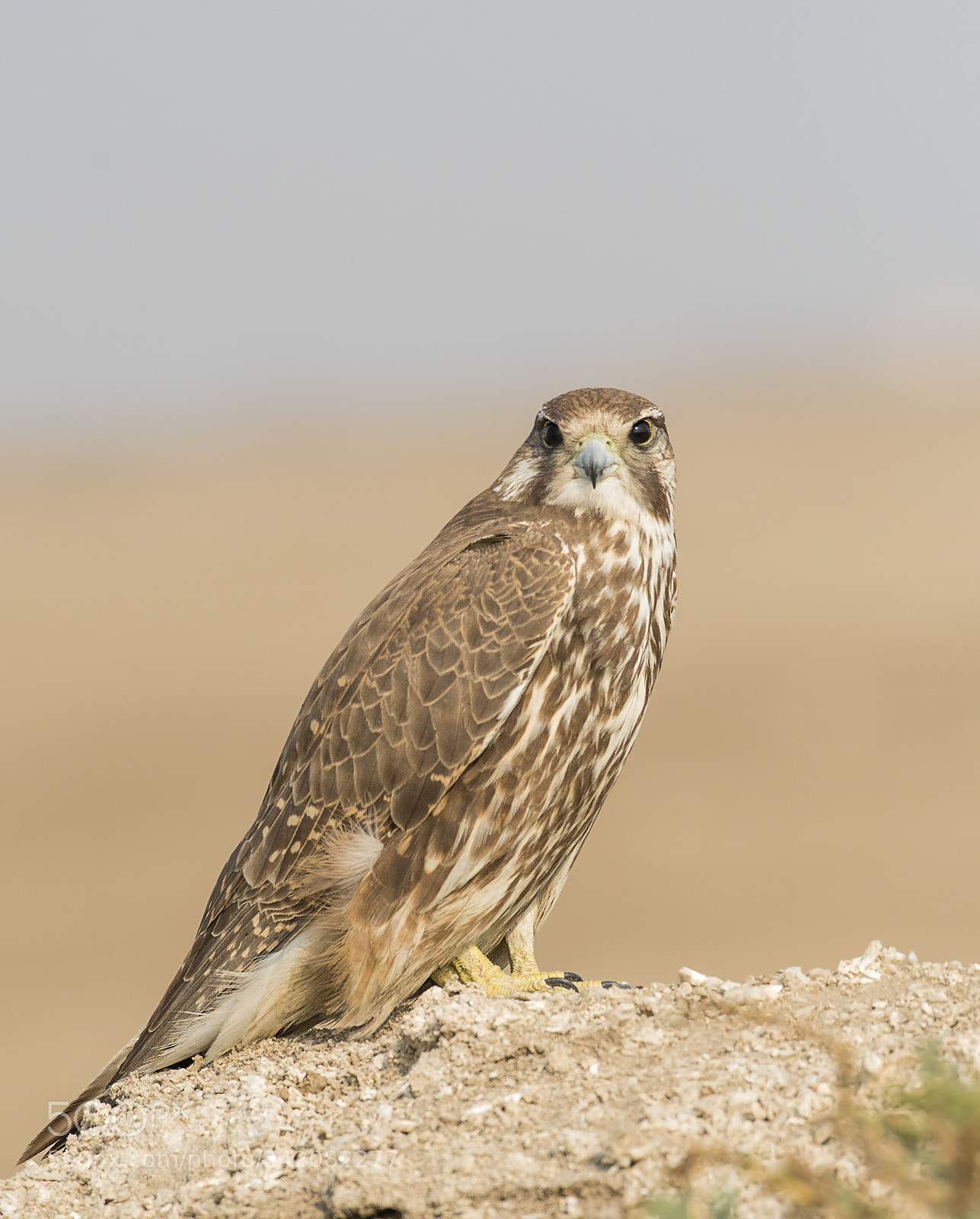 Nikon D500 sample photo. Saker falcon photography
