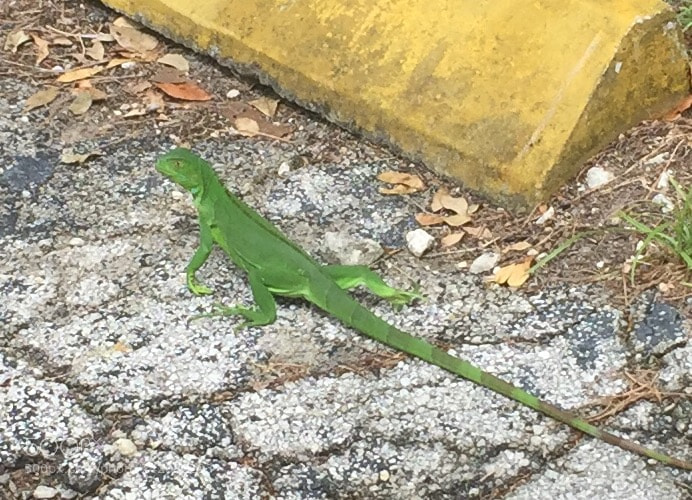 Apple iPhone 6 sample photo. Floridian lizard on the photography