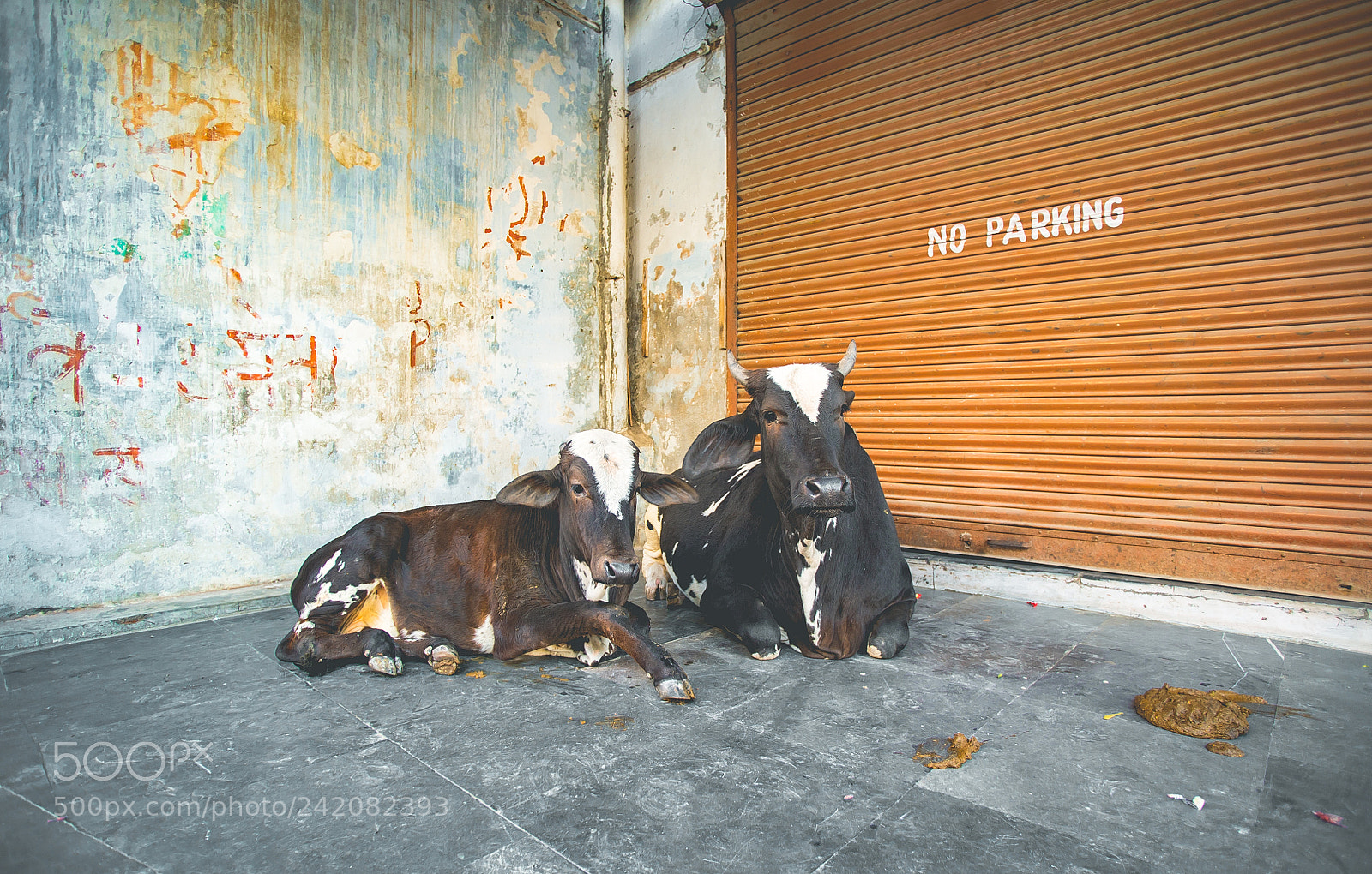 Sony a7S sample photo. Cowparking photography