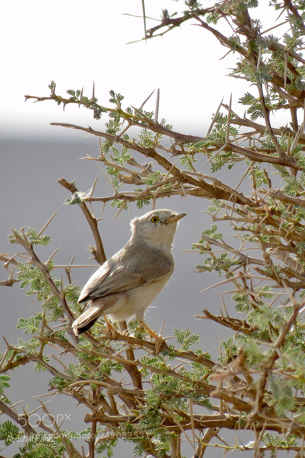 Canon PowerShot SX60 HS sample photo. Desert warbler photography