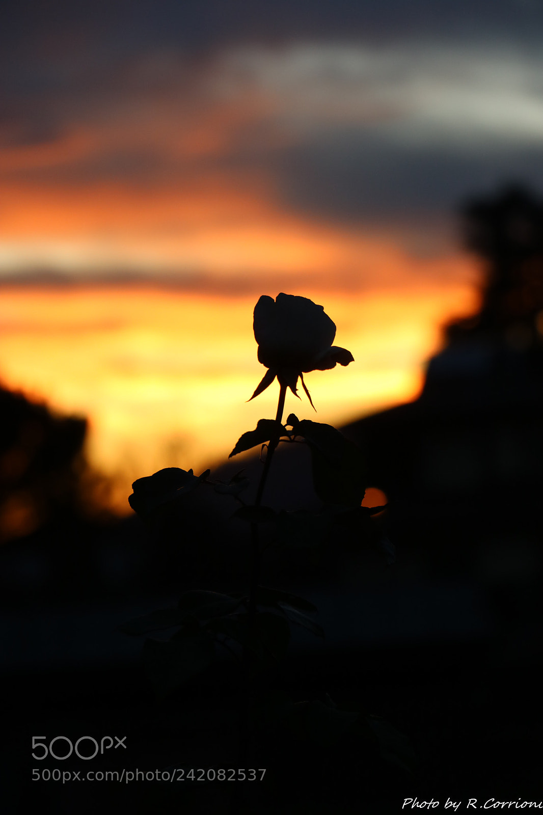 Canon EOS 750D (EOS Rebel T6i / EOS Kiss X8i) sample photo. Rose in sunset photography