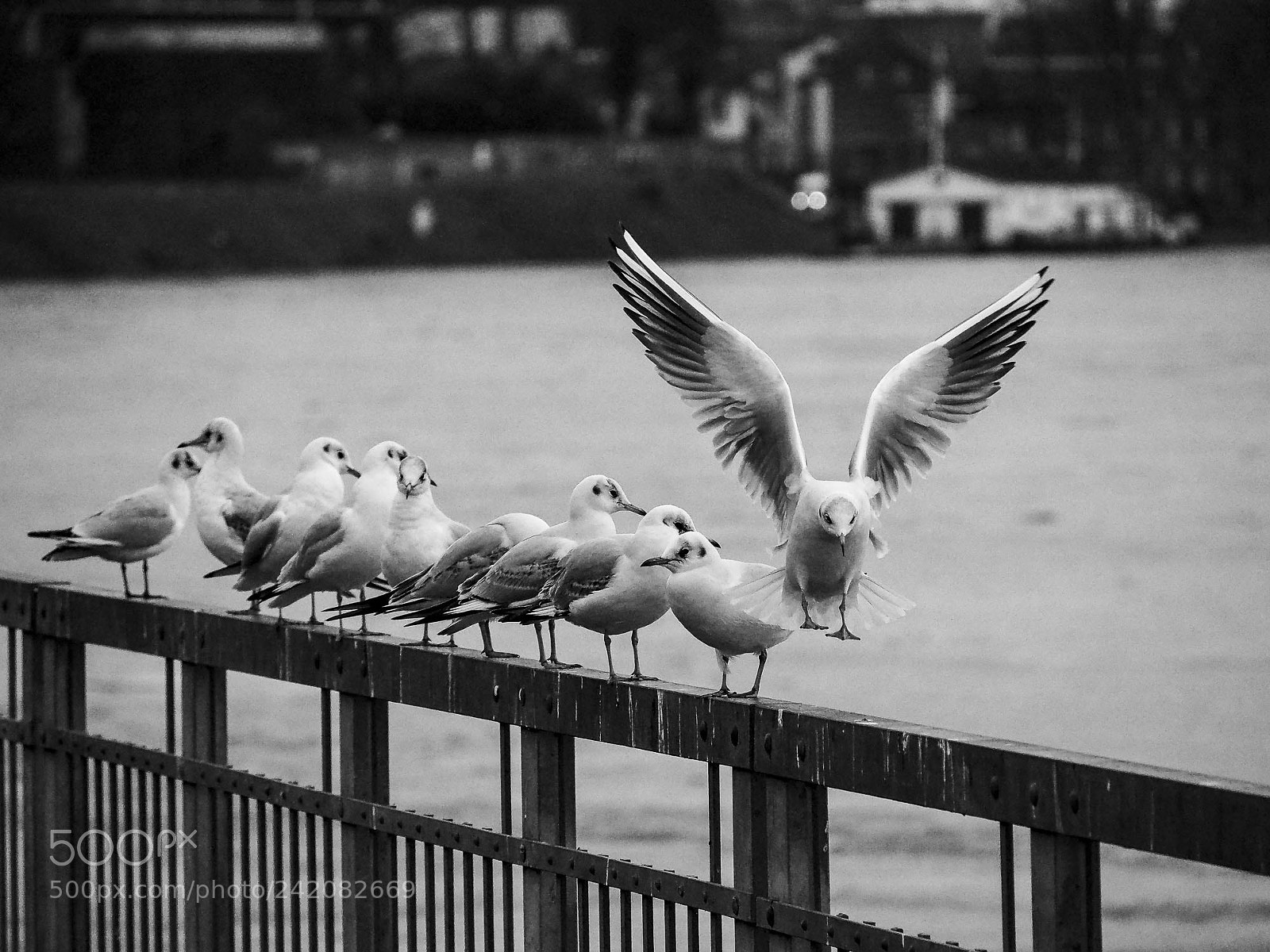 Olympus OM-D E-M5 II sample photo. Arrival photography