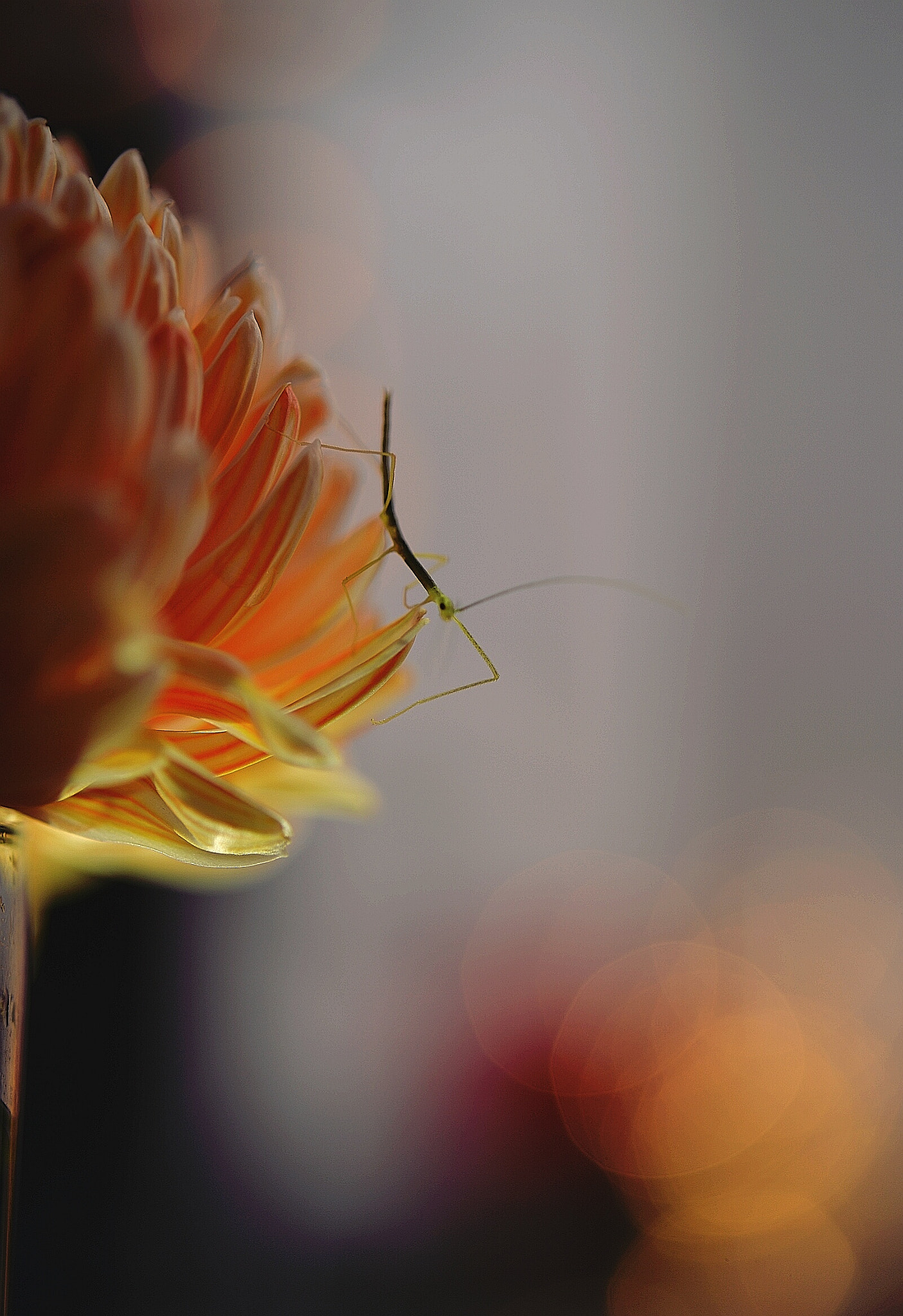 Nikon AF-S Micro-Nikkor 60mm F2.8G ED sample photo