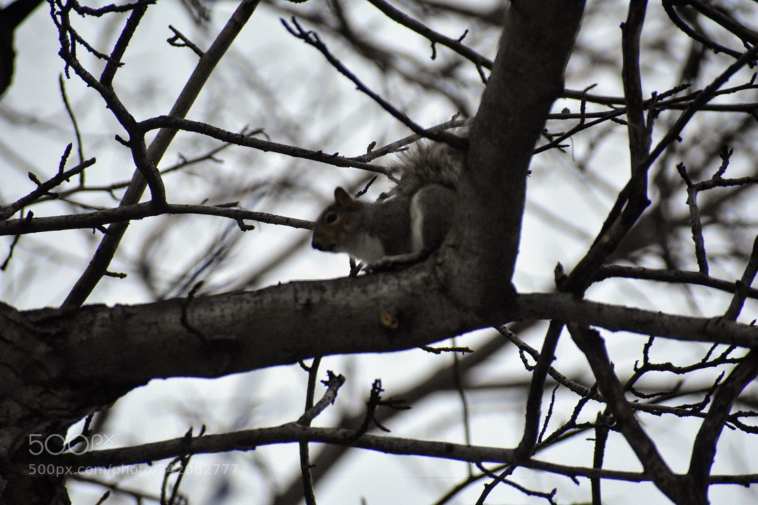 Nikon D3400 sample photo. Little guy chilling photography