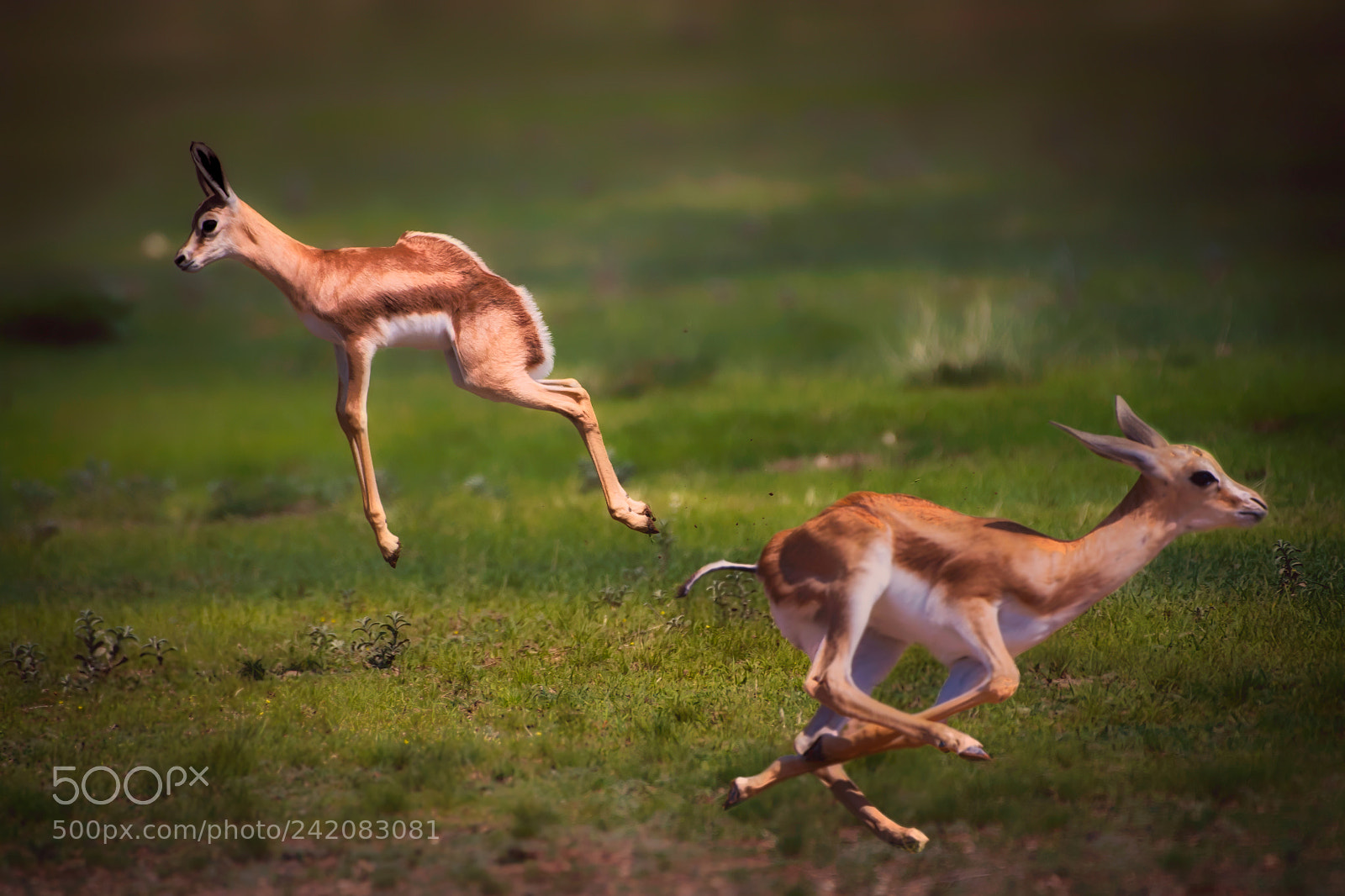 Nikon D500 sample photo. Springbok at sunrise photography