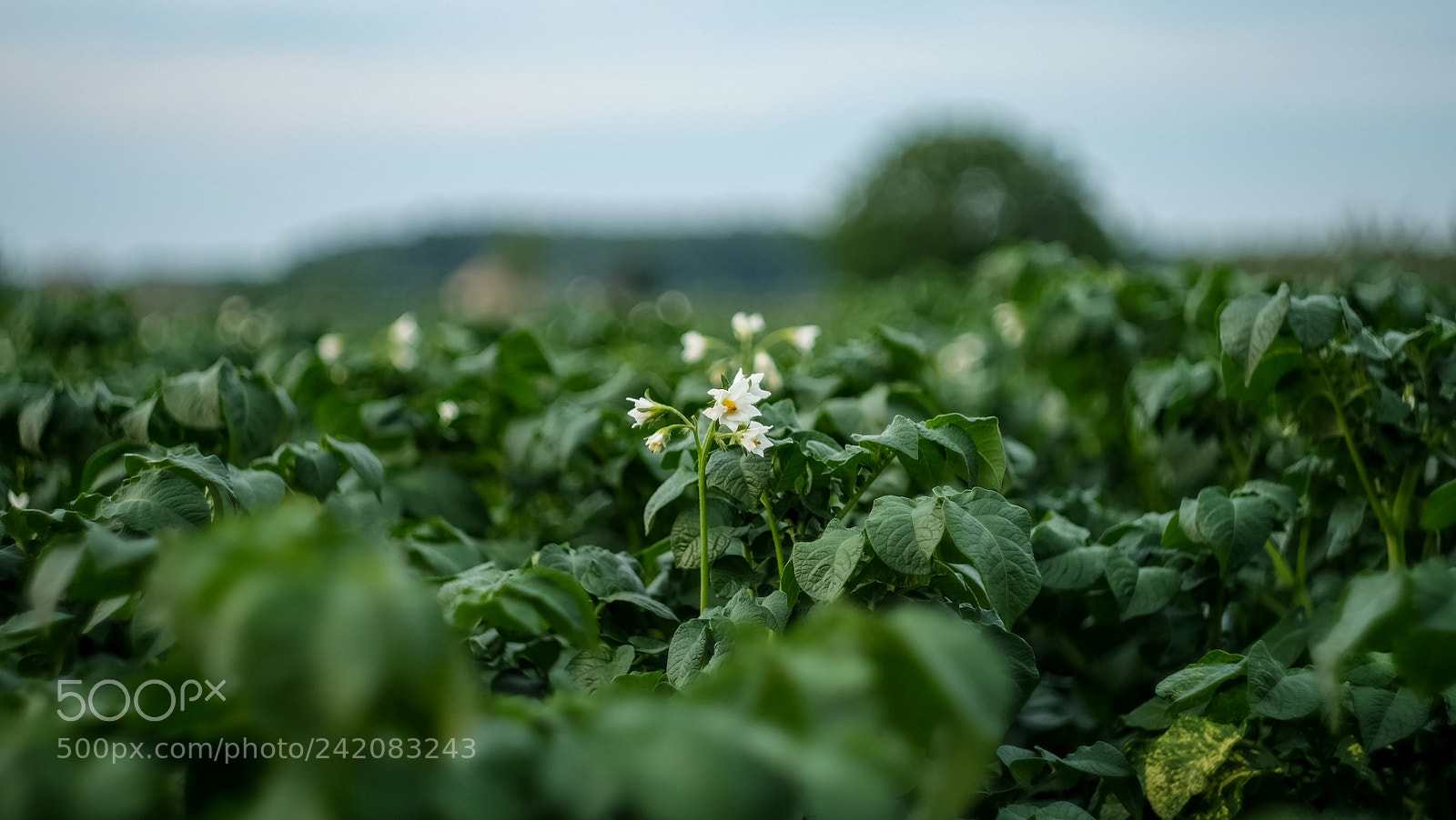 Fujifilm X-A1 sample photo. Untitled photography
