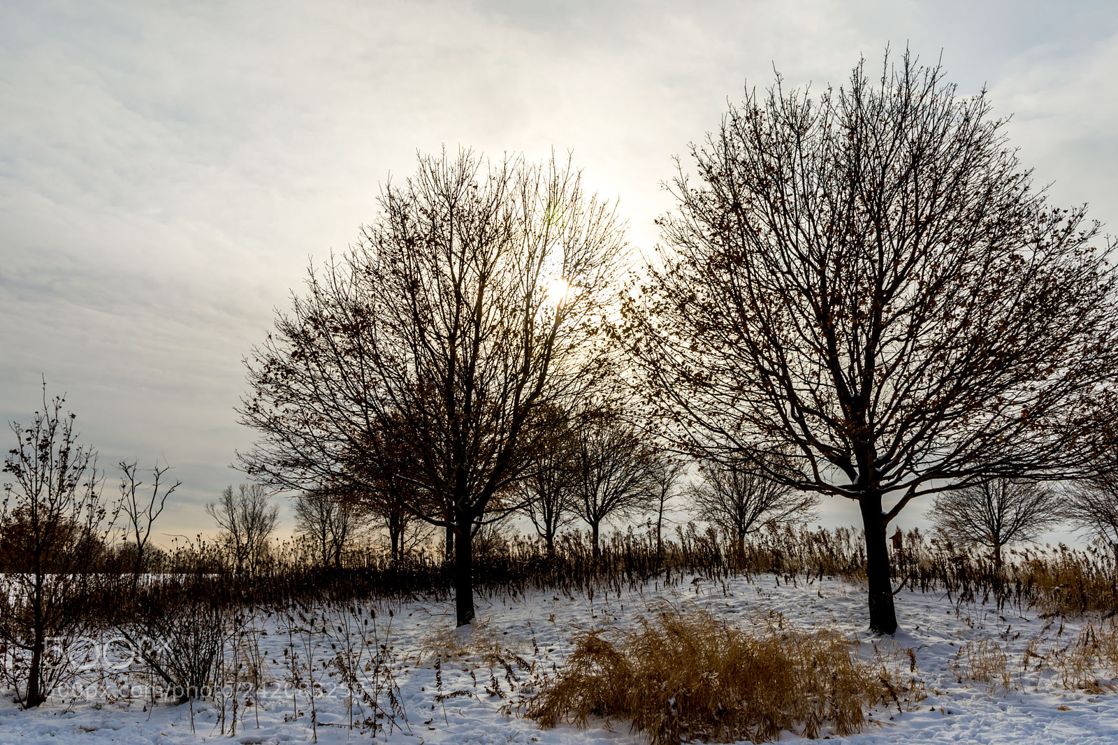 Nikon D7200 sample photo. Winter 4 photography