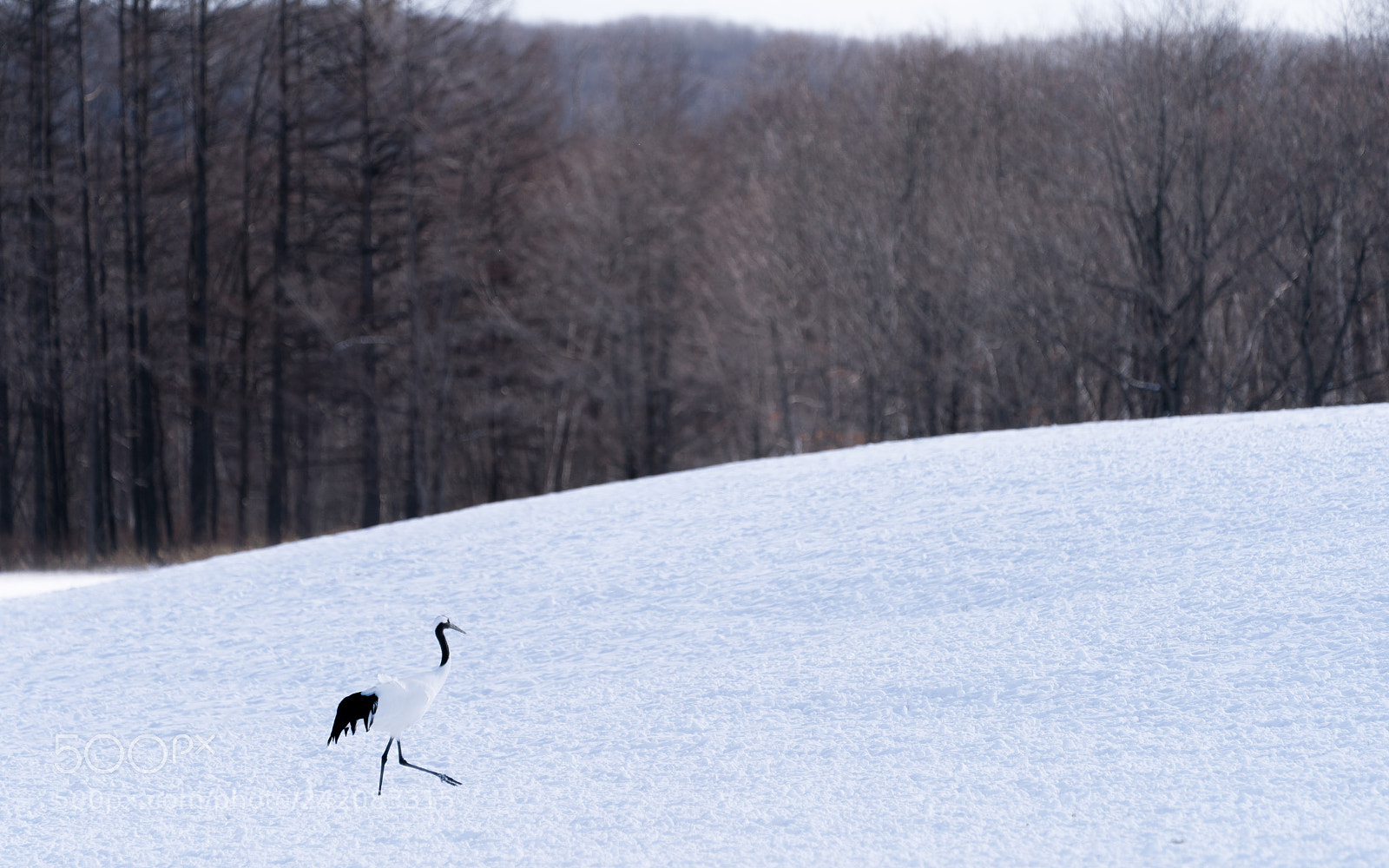 Sony a9 sample photo. Sacred cranes in hokkaido photography