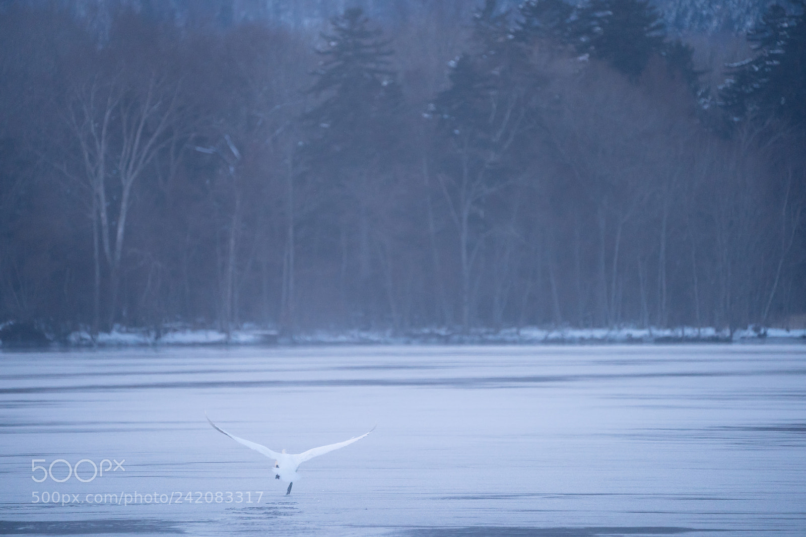 Sony a9 sample photo. Swan at lake kussharo photography