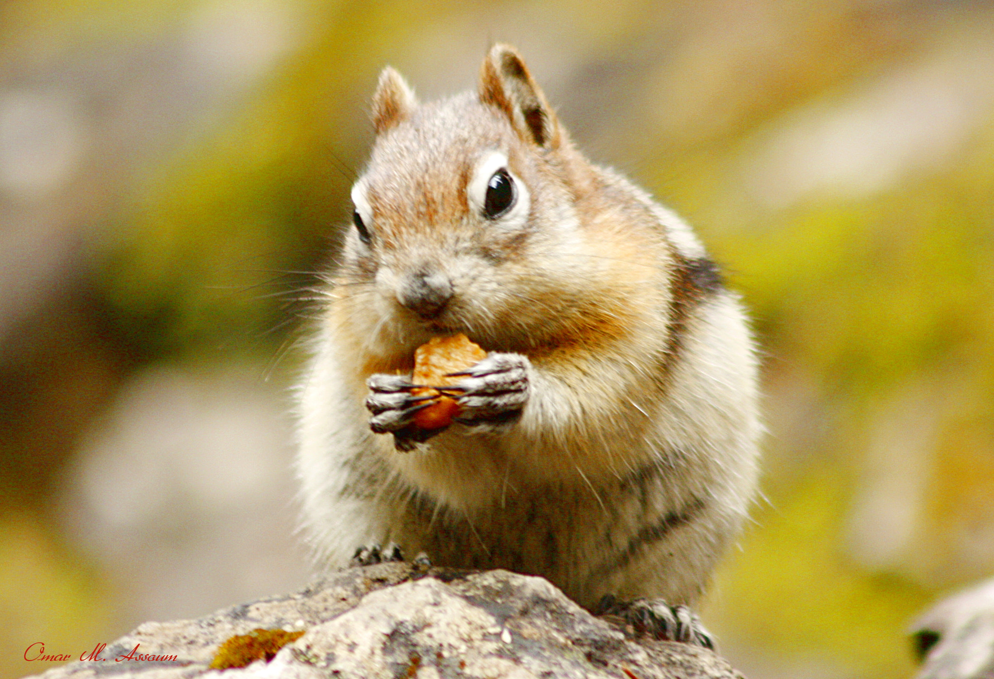 Canon EF 75-300mm F4.0-5.6 IS USM sample photo. Good snack photography
