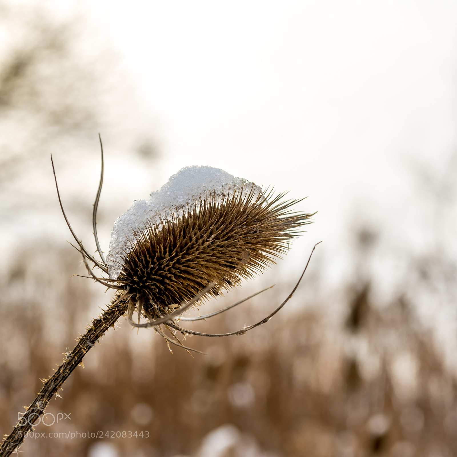 Nikon D7200 sample photo. Winter 7 photography